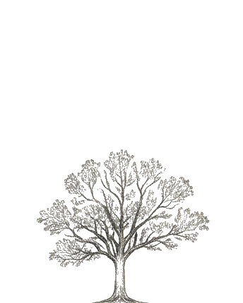 A mature tree in full canopy