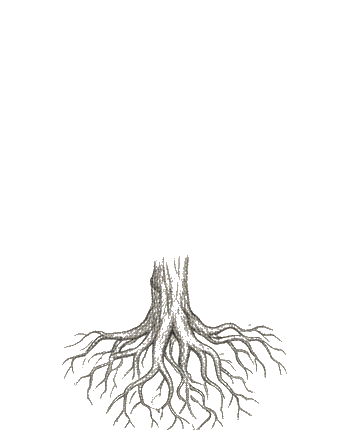An exposed root system